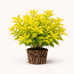 PLANT NOOK Duranta Cuban Gold Live Plant Starter Plug 2-Pack | Gold Mound Duranta with Bright Golden Foliage | Compact Mounding Shrub for Borders and Pots | Full Sun
