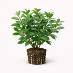 PLANT NOOK Strawberry Guava Live Plant Starter Plug 2-Pack | Tropical Guava Tree with Sweet Red Fruit | Evergreen Edible Shrub | Full Sun to Part Sun