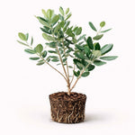PLANT NOOK Pineapple Guava (Feijoa) Live Plant Starter Plug 2-Pack | Tropical Sweet Fruit Tree | Evergreen Shrub with Edible Fruit | Full Sun, Container Friendly