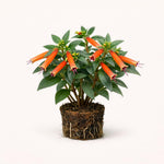 PLANT NOOK Cuphea David Verity Live Plant Starter Plug 2-Pack | Large Firecracker Plant with Orange Red Tubular Flowers | Hummingbird Magnet | Full Sun
