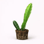 PLANT NOOK Edgar Dragon Fruit Live Plant Starter Plug 2-Pack | Red Flesh Pitaya Cactus Variety (Red ES1) | Sweet Tropical Fruit Climber | Full Sun Trellis Plant