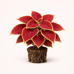 PLANT NOOK Coleus Red Coat Live Plant Starter Plug 2-Pack | Deep Red Leaves with Green Edges | Sun to Shade Foliage Plant for Pots and Borders | Easy Care Annual