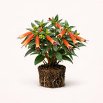 PLANT NOOK Cuphea Big Cigar Live Plant Starter Plug 2-Pack | Cigar Flower with Orange Red Tubular Blooms | Hummingbird Magnet | Full Sun to Part Shade