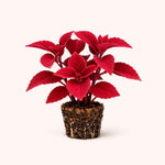 PLANT NOOK Coleus Ox Blood Live Plant Starter Plug 2-Pack | Deep Burgundy Leaves with Golden Edges | Sun to Shade Foliage Plant for Dramatic Containers