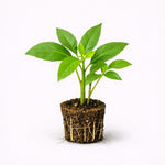 PLANT NOOK Longevity Spinach Live Plant Starter Plug 2-Pack | Gynura procumbens Edible Greens | Hardy Semi Shade Vegetable Plant | Container Friendly Perennial