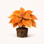 PLANT NOOK Coleus Rustic Orange Live Plant Starter Plug 2-Pack | Rusty Orange Leaves with Yellow Edges | Sun Tolerant Foliage Plant for Containers and Borders