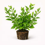 PLANT NOOK Duranta Blue Live Plant Starter Plug 2-Pack | Skyflower Golden Dewdrop with Lavender Blue Blooms | Fast Growing Shrub for Hedges and Pots | Full Sun