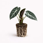 PLANT NOOK Black Velvet Alocasia Live Plant Starter Plug | Alocasia reginula Jewel Houseplant | Dark Velvet Leaves with Silver Veins | Indoor Tropical Plant