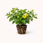 PLANT NOOK New Gold Lantana Live Plant Starter Plug 2-Pack | Golden Yellow Flower Clusters | Low-Growing Spreader for Full Sun Pots, Borders & Groundcover