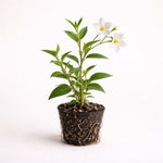 PLANT NOOK Variegated Potato Vine Solanum jasminoides Live Plant Starter Plug 2-Pack | Variegated Foliage with White Star Flowers | Fast Growing Climbing Vine for Trellis