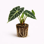 PLANT NOOK Alocasia Mandalay Live Plant Starter Plug | Rare Tropical Indoor Houseplant | Bold Foliage Elephant Ear Plant | Bright Indirect Light