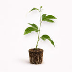 PLANT NOOK Panama Red Passion Fruit Live Plant Starter Plug | Passionfruit Vine Passiflora | Fast Growing Climbing Plant for Trellis Fence | Full Sun