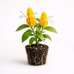PLANT NOOK Yellow Shrimp Plant Pachystachys Lutea Live Plant Starter Plug 2-Pack | Bright Yellow Bracts | Tropical Pollinator Plant for Patio Pots Part Sun Gardens