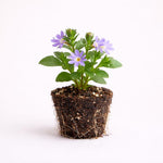 PLANT NOOK Scaevola aemula Purple Fan Live Plant Starter Plug 2-Pack | Purple Fan Flower Trailing Blooms | Heat Tolerant Full Sun Spiller for Hanging Baskets Pots Borders