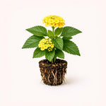 PLANT NOOK Lantana Lemon Drop Live Plant Starter Plug 2-Pack | Pale Yellow Blooms with Buttery Centers | Full Sun Heat-Tolerant Pollinator Plant for Pots & Borders