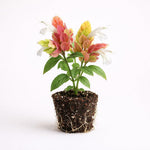 PLANT NOOK Shrimp Plant Fruit Cocktail Live Plant Starter Plug 2-Pack | Red Orange Yellow Bracts | Tropical Blooming Plant for Patio Pots Borders Part Sun