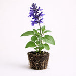 PLANT NOOK Salvia Indigo Spires Live Plant Starter Plug 2-Pack | Deep Violet Flower Spikes | Fast Growing Pollinator Plant | Full Sun Borders Pots and Beds
