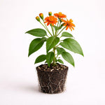 PLANT NOOK Mexican Flame Vine Senecio confusus Live Plant Starter Plug 2-Pack | Bright Orange Daisy Flowers | Fast Growing Climbing Vine for Trellis Fences Full Sun