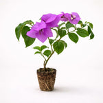 PLANT NOOK Bougainvillea 'Elizabeth Angus' Live Plant Starter Plug 2-Pack | Deep Purple Magenta Tropical Flower Vine for Patio Pots Hanging Baskets | Sun Loving Outdoor Plant
