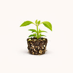 PLANT NOOK Cat Whiskers White Live Plant Starter Plug 2-Pack | Orthosiphon with White Blooms & Whisker Stamens | Pollinator Plant for Pots & Sunny Gardens