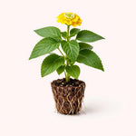 PLANT NOOK Lantana Nugget Live Plant Starter Plug 2-Pack | Golden Yellow Blooms | Heat-Tolerant Full Sun Butterfly Plant for Containers & Borders