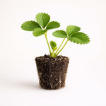 PLANT NOOK Strawberry Ember Live Plant Starter Plug 2-Pack | Sweet Red Strawberries | Robust Fruit Plant for Backyard Gardens Raised Beds and Containers