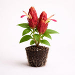 PLANT NOOK Red Shrimp Plant Justicia brandegeeana Live Plant Starter Plug 2-Pack | Red Bracts with White Flowers | Tropical Pollinator Plant for Pots Borders Part Sun