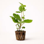PLANT NOOK Prime-Ark 45 BlackBerry (Arkansas Prime) Live Plant Starter Plug 2-Pack | Primocane Fruiting for Summer to Fall Harvest | Full Sun Fruit Bush
