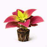 PLANT NOOK Coleus Alabama Sunset Live Plant Starter Plug 2-Pack | Red Pink and Lime Foliage for Pots and Borders | Sun to Shade Color Plant | Easy Care Annual