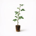 PLANT NOOK Ouachita Thornless BlackBerry Live Plant Starter Plug 2-Pack | Erect Berry Bush with Firm Sweet Fruit | Heavy Producer | Full Sun Home Orchard Plant