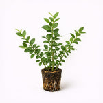 PLANT NOOK Blueberry Biloxi Live Plant Starter Plug 2-Pack | Very Low Chill Southern Highbush Blueberry | Evergreen in Warm Zones | Sweet Firm Berries