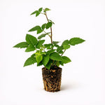 PLANT NOOK Prime-Ark Freedom Thornless BlackBerry Live Plant Starter Plug 2-Pack | Primocane Fruiting Everbearing Berry Bush | Very Large Sweet Fruit | Full Sun