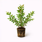 PLANT NOOK Blueberry Sunshine Blue Live Plant Starter Plug 2-Pack | Compact Semi-Dwarf Blueberry for Containers | Low Chill Self-Fertile Variety | Full Sun