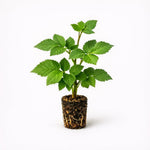 PLANT NOOK Natchez Thornless BlackBerry Live Plant Starter Plug 2-Pack | Early Season Large Sweet Berries |Fruit Plant for Home Orchard | Full Sun