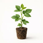 PLANT NOOK Von Thornless BlackBerry (Rubus) Live Plant Starter Plug 2-Pack | Erect Canes with Sweet Berries | Mid to Late Season Harvest | Full Sun Fruit Bush