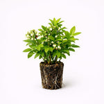 PLANT NOOK Blueberry Top Hat Live Plant Starter Plug 2-Pack | Dwarf Blueberry for Containers | Compact 12 ft Berry Bush | Full Sun, Zones 38