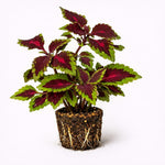 PLANT NOOK Coleus Carnival Live Plant Starter Plug 2-Pack | Hot Pink Ruffled Leaves with Deep Maroon Edges | Sun to Shade Foliage Plant | Great for Containers