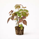 PLANT NOOK Sweetie Pie Thornless BlackBerry Live Plant Starter Plug 2-Pack | Extra Sweet Berry Bush for Home Orchard | Easy Harvest | Full Sun Fruit Plant