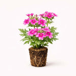 PLANT NOOK Verbena St. Paul Pink Live Plant Starter Plug 2-Pack | Soft Pink Blooms | Spreading Groundcover Plant for Full Sun Pots Borders and Rock Gardens