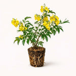 PLANT NOOK Tecoma stans Yellow Bells Live Plant Starter Plug 2-Pack | Yellow Trumpet Flowering Shrub | Heat Tolerant Pollinator Plant for Full Sun Landscapes
