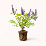 PLANT NOOK Vitex Shoal Creek Live Plant Starter Plug 2-Pack | Violet Blue Flower Spikes | Pollinator Friendly Shrub or Small Tree for Full Sun Drought Tolerant Landscapes