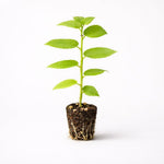 PLANT NOOK Jamaican Cherry Tree Live Plant Starter Plug 2-Pack | Fast-Growing Tropical Tree with Sweet Edible Fruit | Full Sun Patio Shrub for Small Gardens