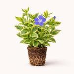 PLANT NOOK Vinca Mojo Variegated Live Plant Starter Plug 2-Pack | Variegated Green and Cream Foliage with Blue Flowers | Trailing Groundcover for Pots Borders Shade to Sun