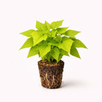 Plant Nook Sweet Potato Vine Margarita Live Plant Starter Plug 2-Pack | Bright Chartreuse Foliage | Fast Trailing Spiller for Hanging Baskets Pots Borders Full Sun