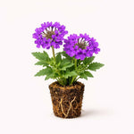 PLANT NOOK Verbena Homestead Purple Live Plant Starter Plug 2-Pack | Rich Purple Blooms | Spreading Groundcover for Full Sun Pots Borders Pollinator Gardens