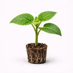 PLANT NOOK Yacon Live Plant Starter Plug 2-Pack | Peruvian Ground Apple | Edible Crunchy Sweet Tubers | Fast Growing Garden Plant | Full Sun