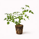 PLANT NOOK Tecoma Orange Live Plant Starter Plug 2-Pack | Orange Trumpet Flowering Shrub | Heat Tolerant Pollinator Plant for Full Sun Gardens Borders