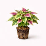 PLANT NOOK Sweet Potato Vine Tri-Color Live Plant Starter Plug 2-Pack | Green Cream Pink Variegated Foliage | Trailing Spiller Plant for Hanging Baskets Pots Borders