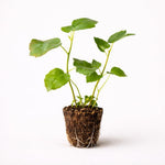 PLANT NOOK Kadota Fig Tree Live Plant Starter Plug 2-Pack | Green Yellow Skin Honey Sweet Figs | Amber Flesh | Great for Fresh Eating and Drying | Full Sun