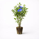 PLANT NOOK Blue Daze Evolvulus Live Plant Starter Plug 2-Pack | Evolvulus glomeratus Dwarf Morning Glory | Heat Tolerant Blue Blooms | Full Sun Groundcover